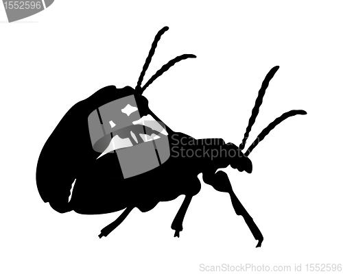 Image of Beetles in copulation