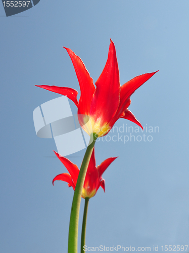 Image of Red tulips