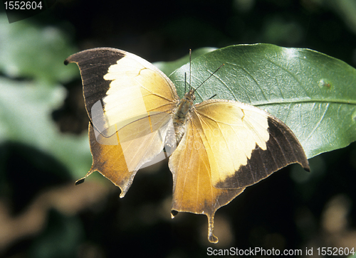 Image of Tropical butterfly