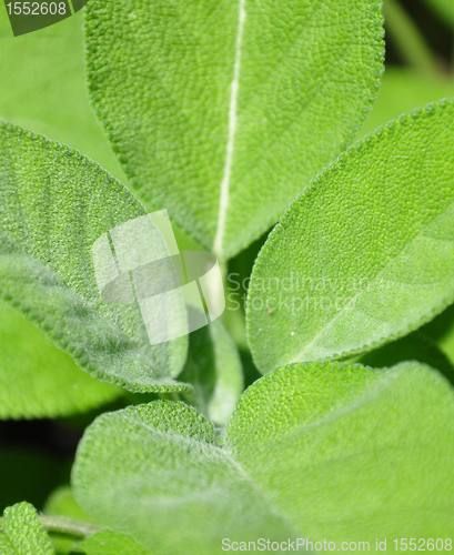 Image of Sage leaves