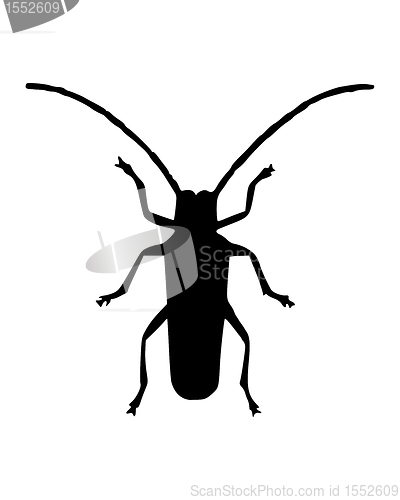 Image of Long horn beetle