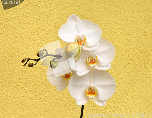 Image of Orchid flowers