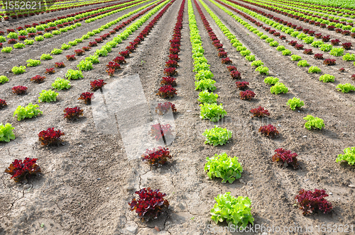 Image of Lettuce field