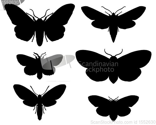 Image of Moths