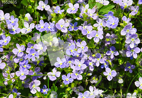 Image of Slender speedwell (Veronica filiformis)