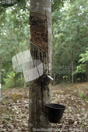 Image of Rubber tree (Hevea brasiliensis)