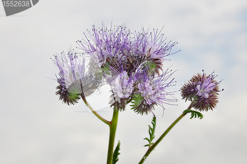 Image of Phacelia, Scorpionweed (Phacelia tanacetifolia)