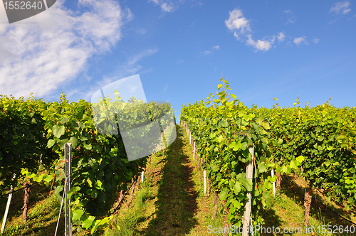 Image of Vineyard