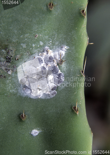 Image of Cochineals (Dactylopius coccus) on Opuntia cactus