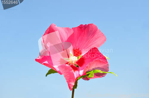 Image of Hibiscus flower
