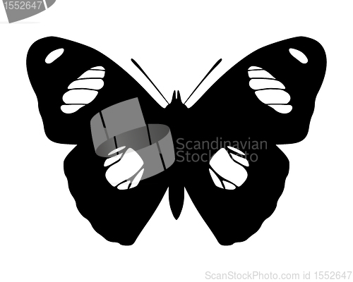 Image of Butterfly