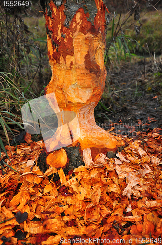 Image of Beaver tree