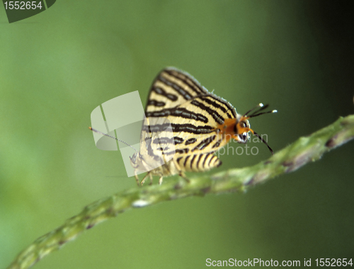 Image of Tropical butterfly with false head