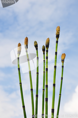 Image of Horsetail (Equisetum)