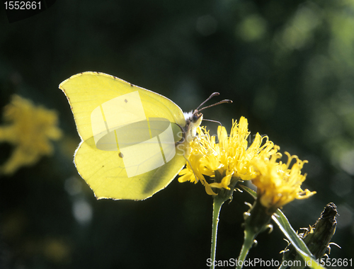 Image of Common Brimstone (Gonepteryx rhamni)