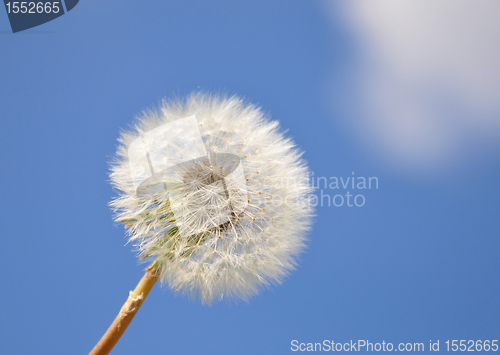 Image of Dandelion