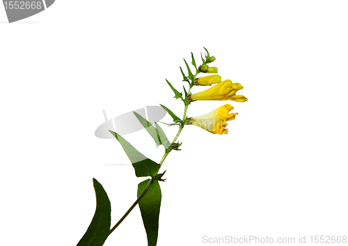 Image of Common Cow-wheat (Melampyrum pratense)