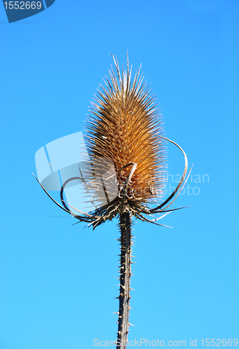 Image of Fuller's teasel (Dipsacus fullonum)