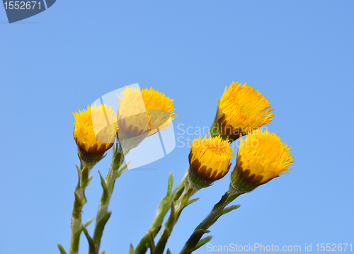 Image of Coltsfoot (Tussilago farfara)