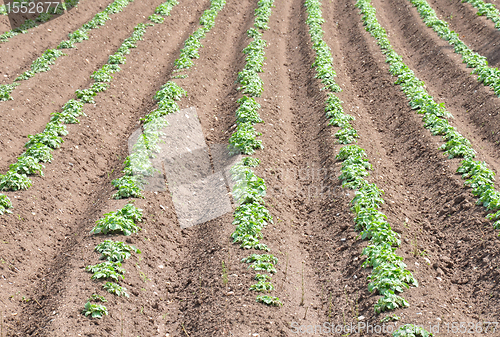 Image of Potato field