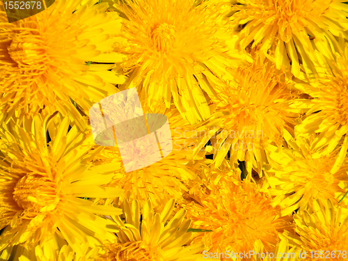 Image of Dandelion flowers