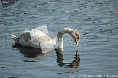 Image of young swan