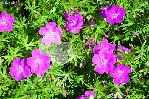 Image of Crane's bill (Geranium)