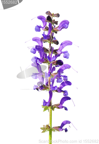 Image of Meadow sage (Salvia pratensis)