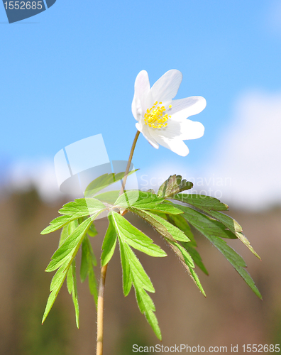 Image of Wood anemone