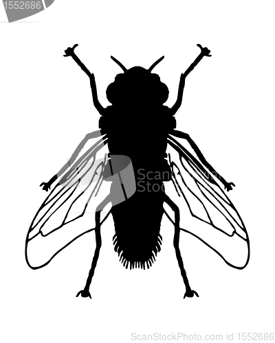 Image of Fly