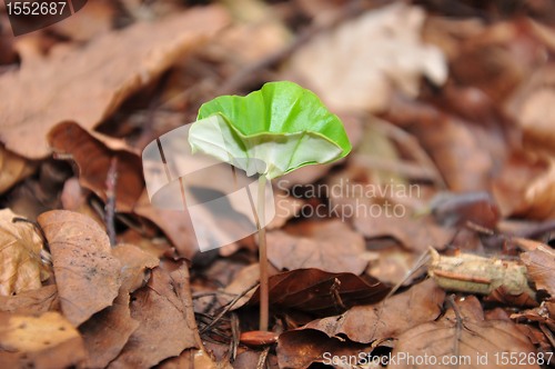 Image of Beech seedling