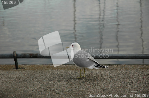 Image of sea gull