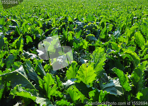 Image of Beet field