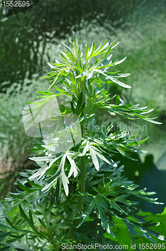 Image of Wormwood (Artemisia absinthium)