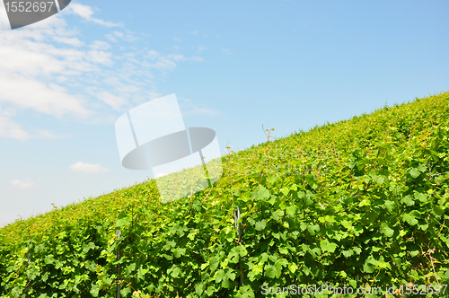 Image of Vineyard