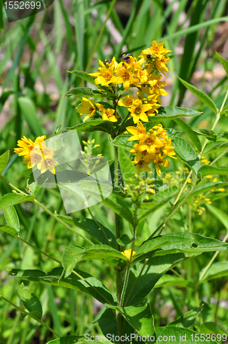 Image of Yellow loosestrife (Lysimachia vulgaris)