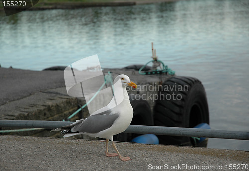 Image of sea gull