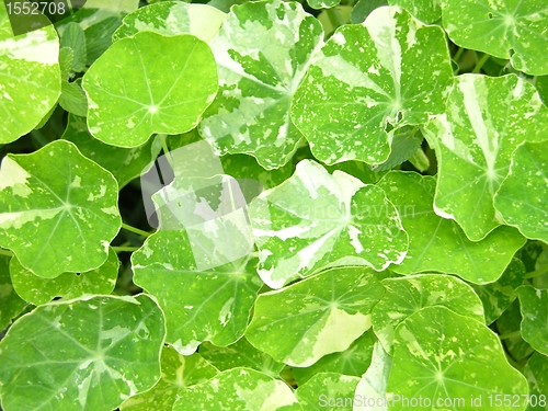 Image of Background of bright green water cress leaves