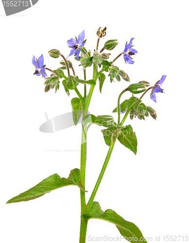 Image of Borage (Borago officinalis)