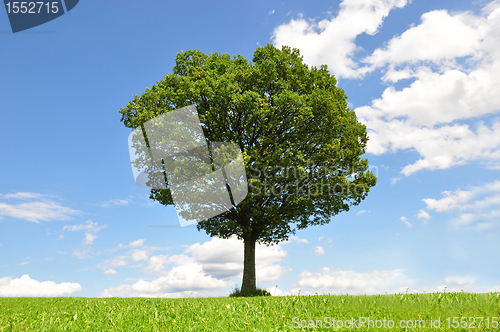 Image of Solitary tree