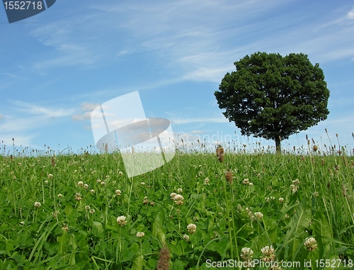 Image of Landscape scenery with solitary tree