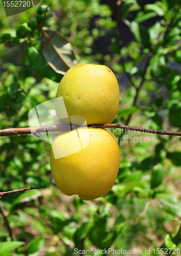 Image of Chinese quince fruits (Chaenomeles speciosa)