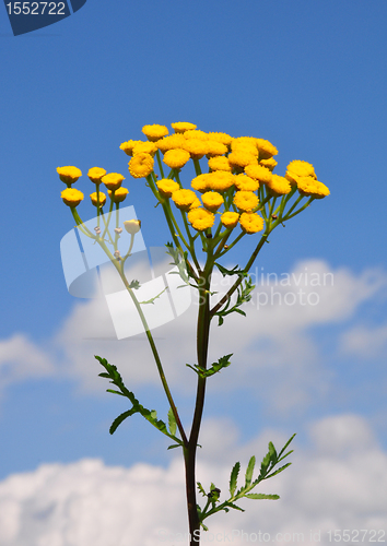 Image of Tansy (Tanacetum vulgare)