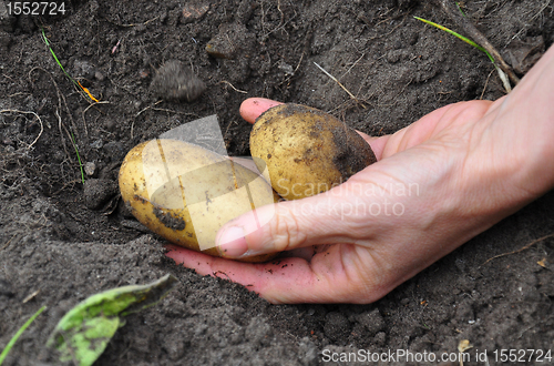 Image of Harvesting potatoes