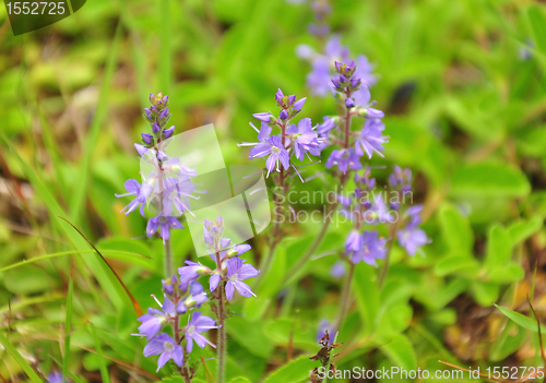 Image of Common Speedwell (Veronica officinalis)
