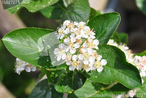 Image of Chokeberry flowers (Aronia melanocarpa)