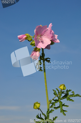 Image of Greater musk-mallow (Malva alcea)