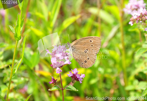 Image of Ringlet (Aphantopus hyperantus)
