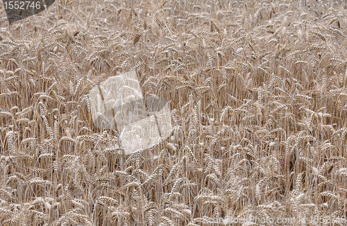 Image of Barley field