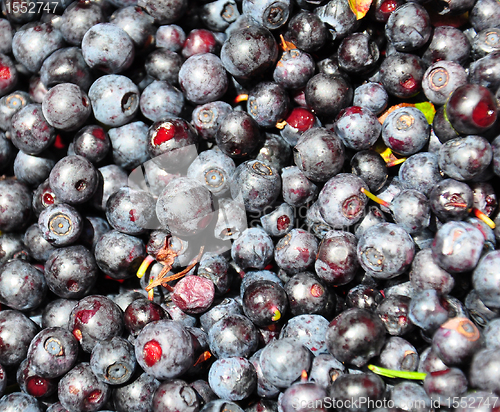 Image of Wild bilberries after collecting